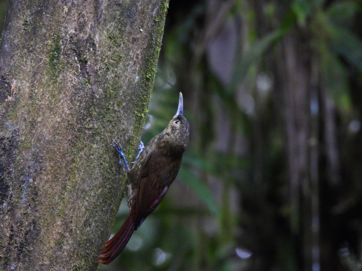 Spotted Woodcreeper - ML637779799