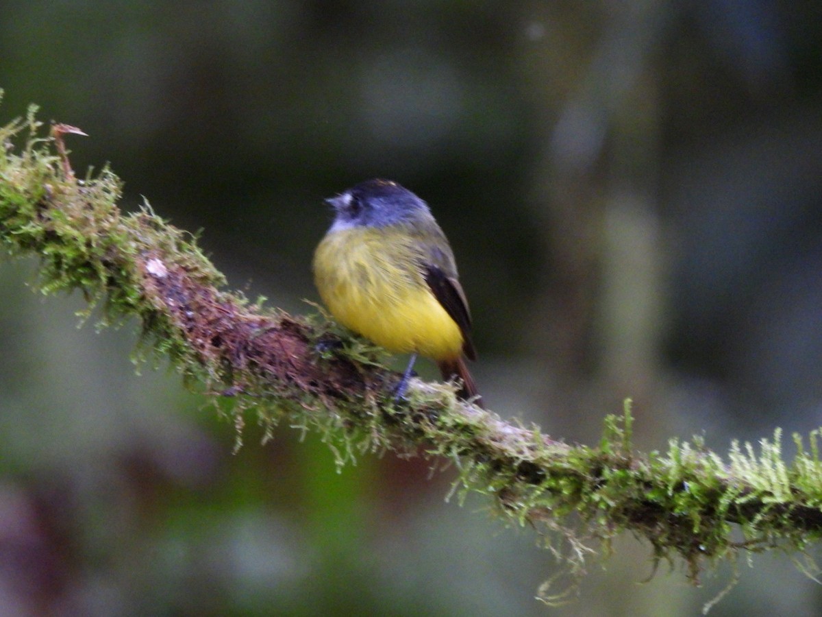 Ornate Flycatcher - ML637779810