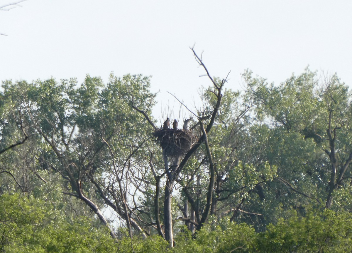 Bald Eagle - ML637780013