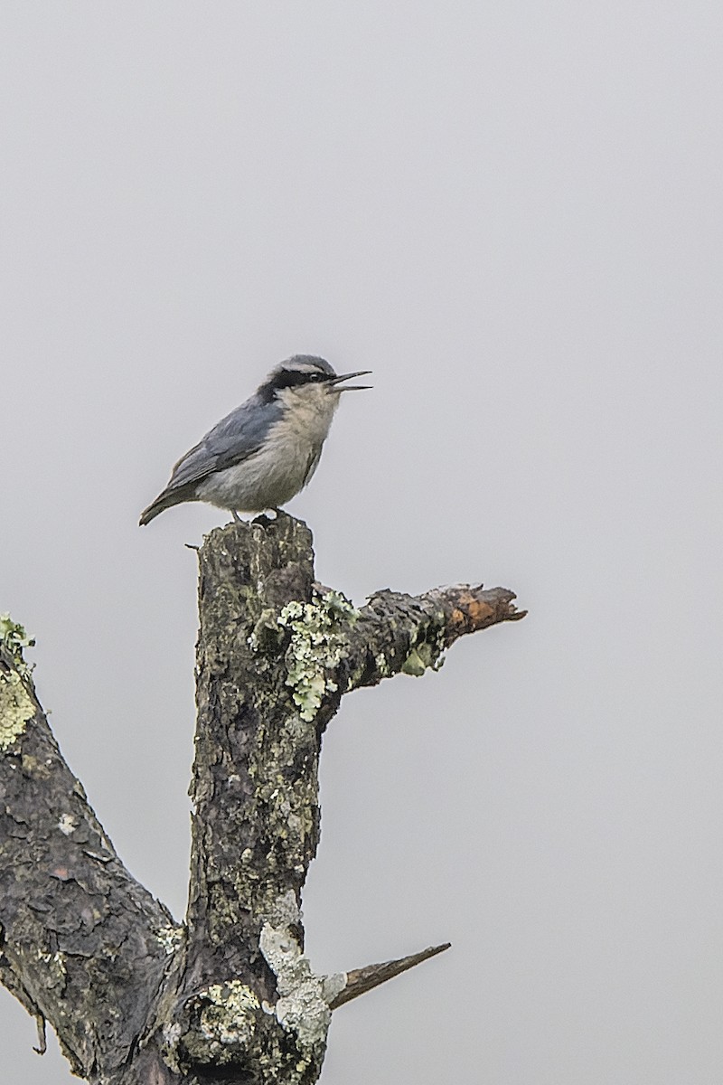 Yunnan Nuthatch - ML637780151