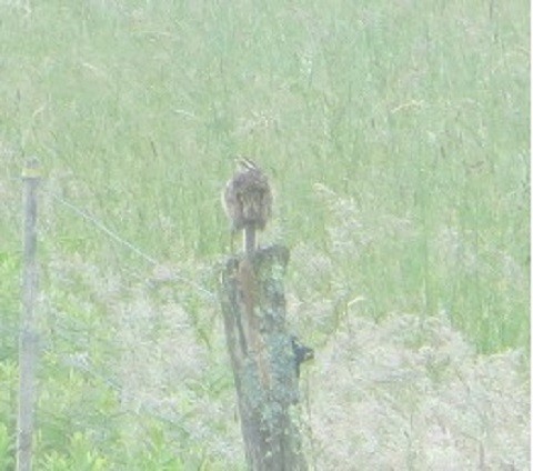 Eastern Meadowlark - ML637780154