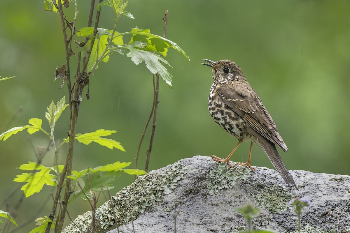Long-tailed Thrush - ML637780158