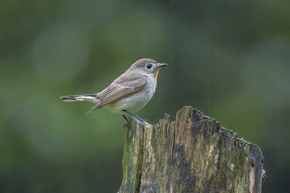 Taiga Flycatcher - ML637780164