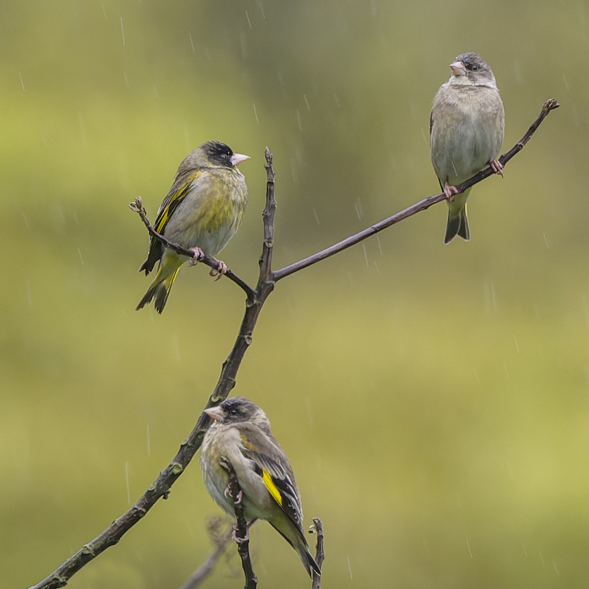 Black-headed Greenfinch - ML637780172