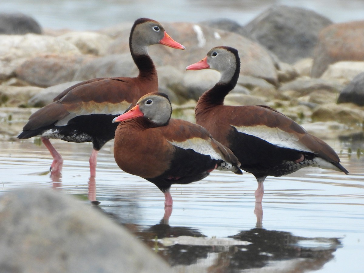 Black-bellied Whistling-Duck - ML637780176