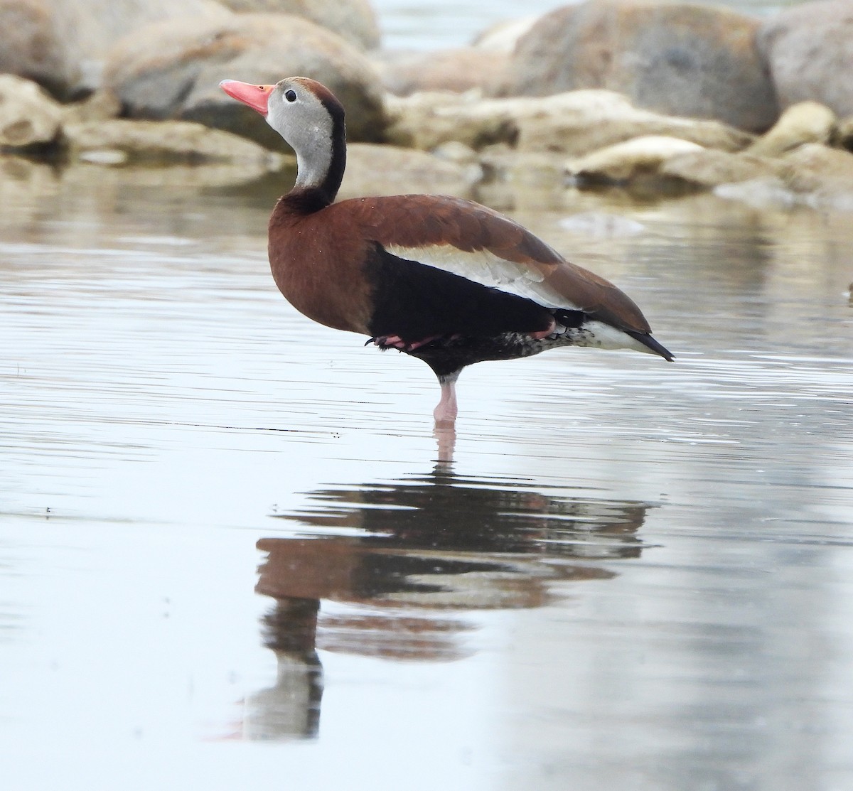 Black-bellied Whistling-Duck - ML637780177
