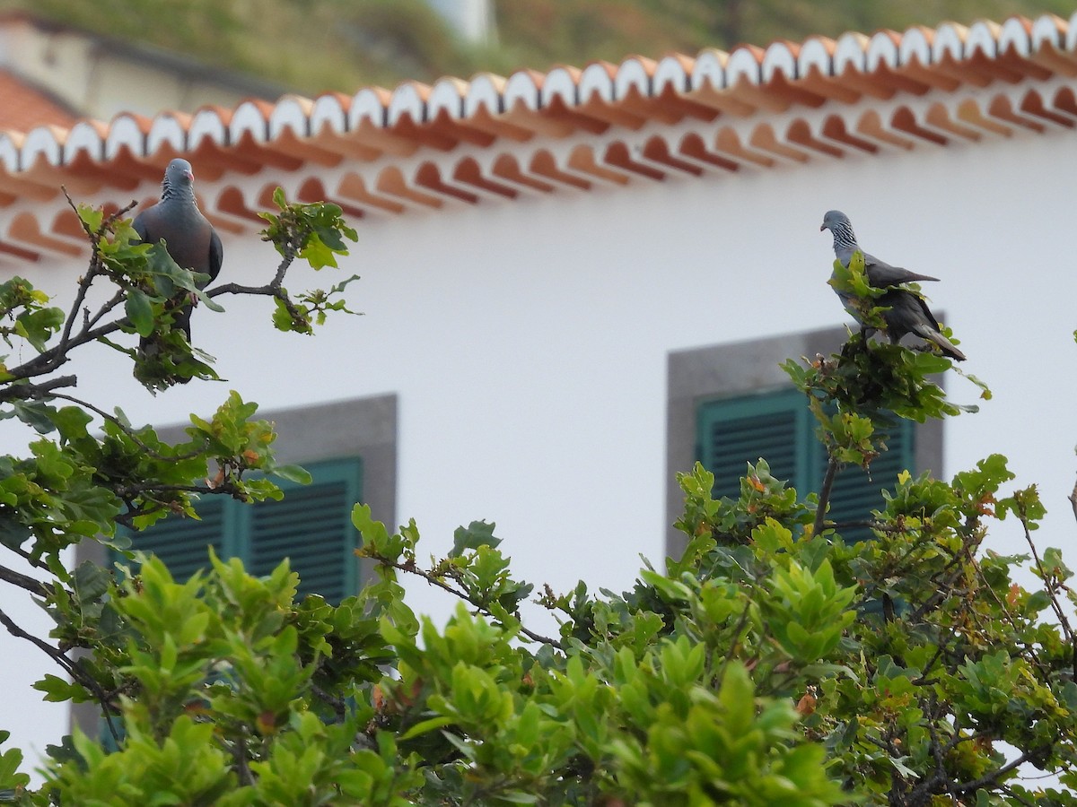 Trocaz Pigeon - ML637780181