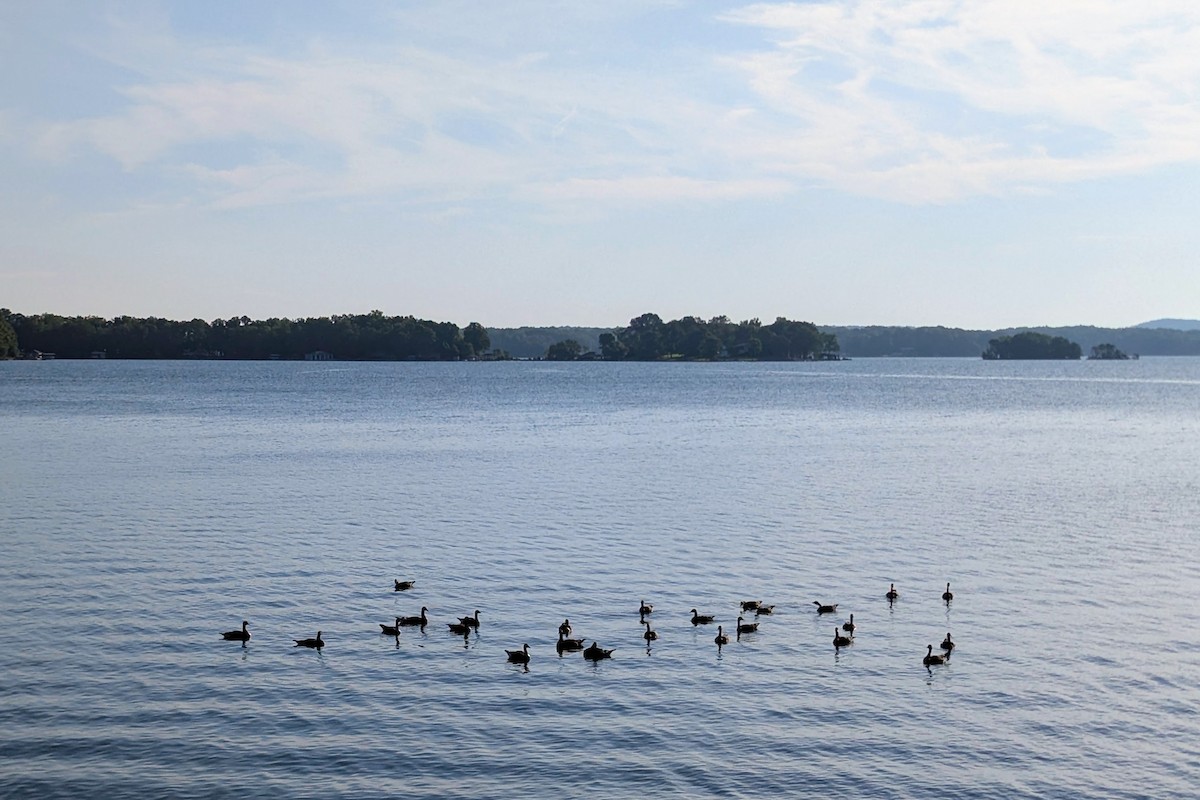 Branta kanadar handia - ML637780182