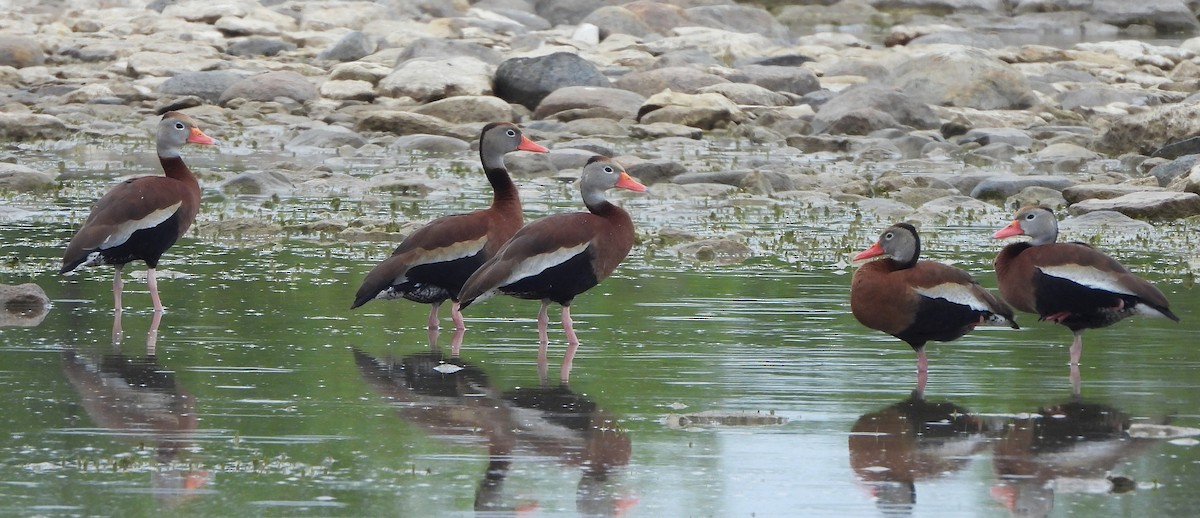 Black-bellied Whistling-Duck - ML637780184