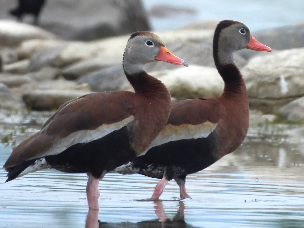 Black-bellied Whistling-Duck - ML637780185