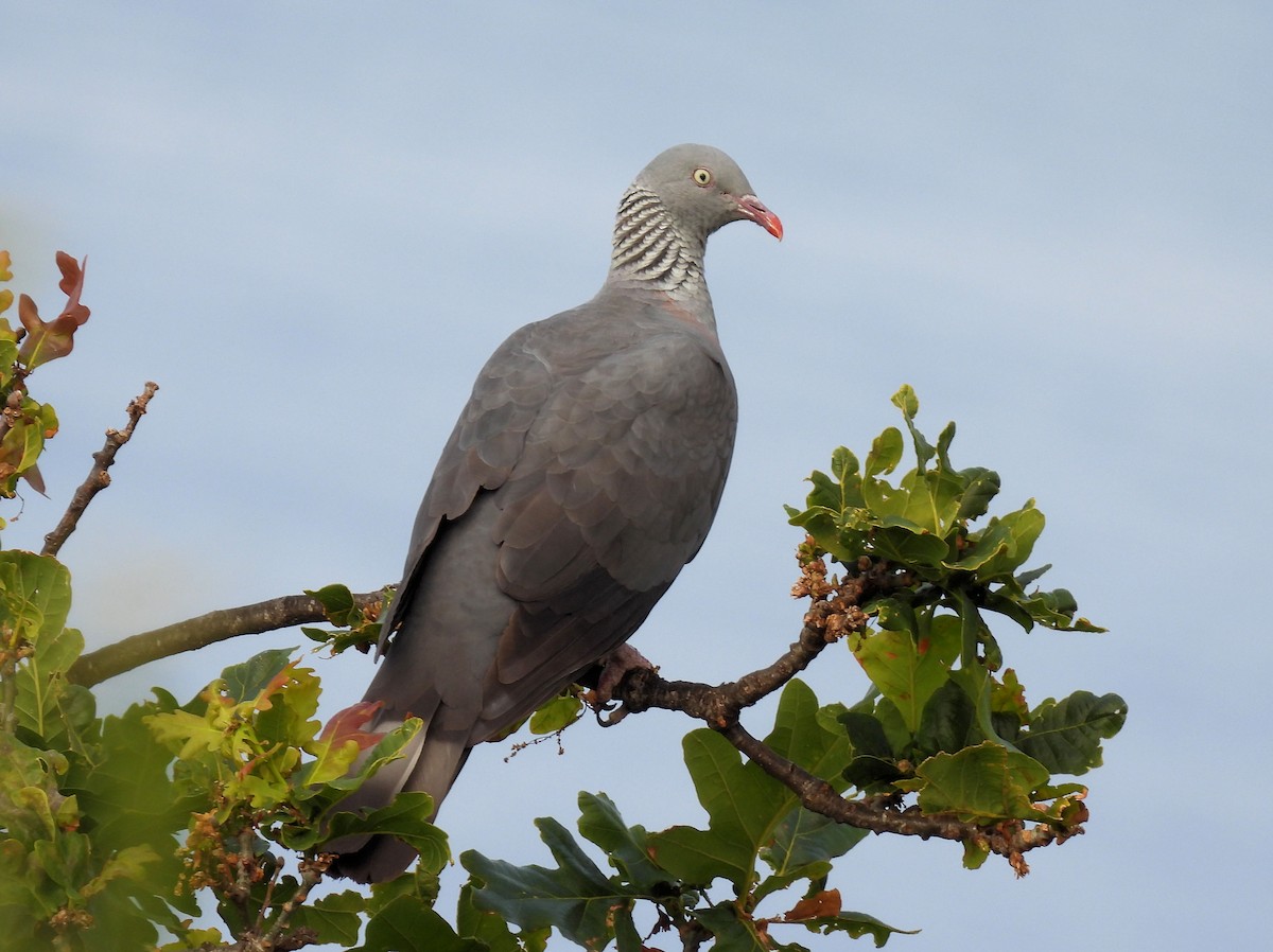 Trocaz Pigeon - ML637780186