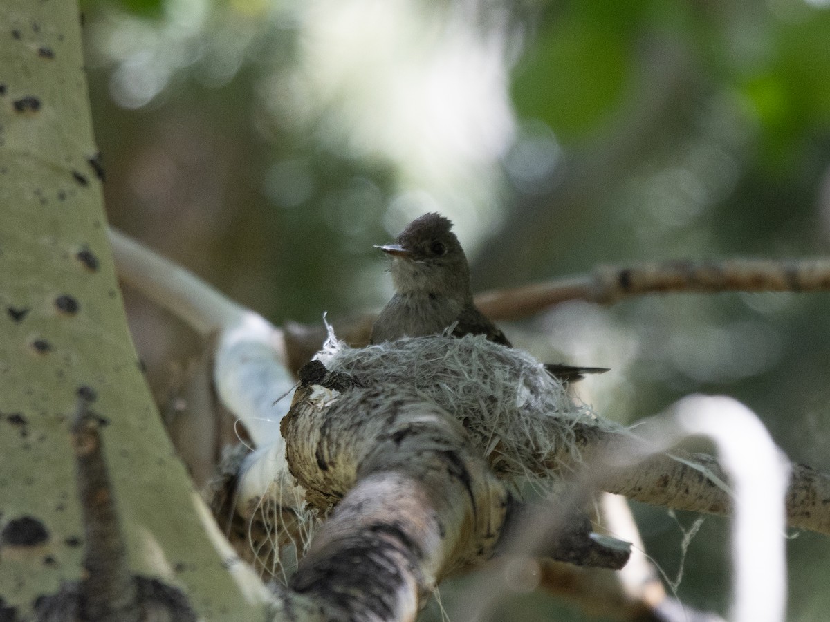 Western Wood-Pewee - ML637780195