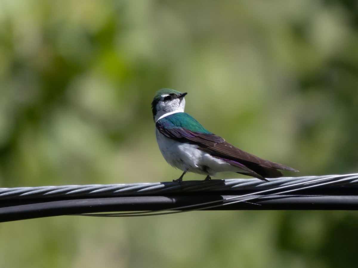 Violet-green Swallow - ML637780196