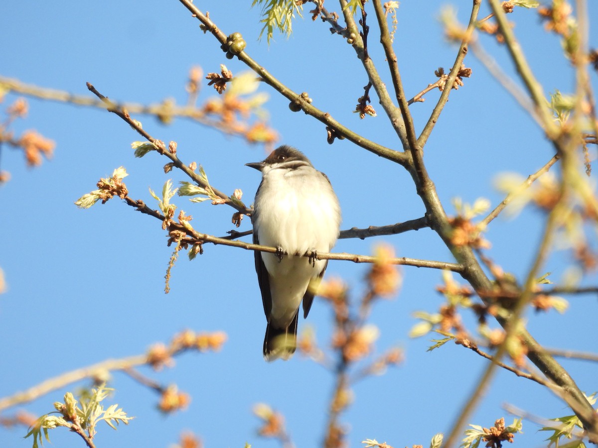 Eastern Kingbird - ML637780197