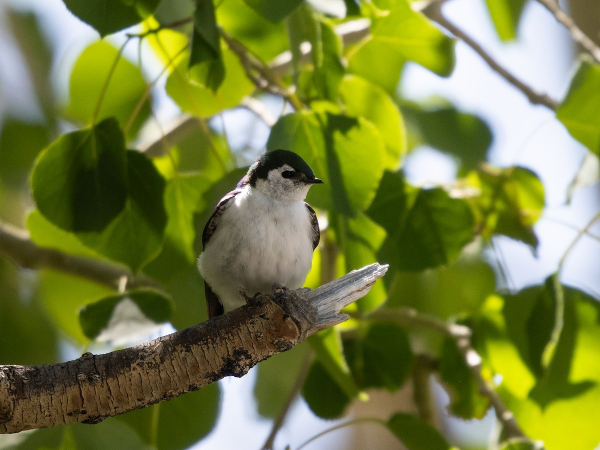 Violet-green Swallow - ML637780198