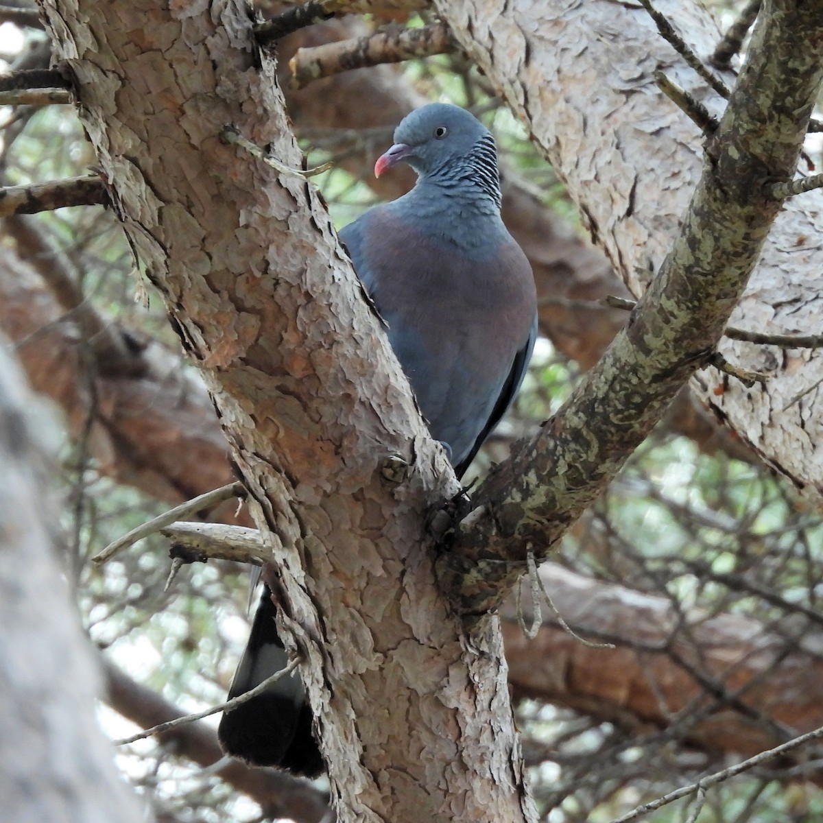 Trocaz Pigeon - ML637780205