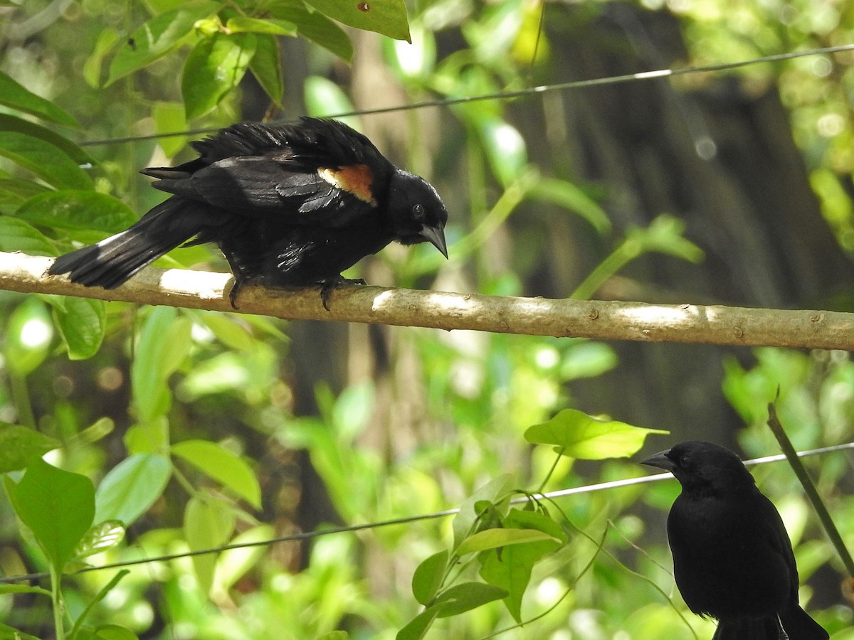 Tawny-shouldered Blackbird - ML637780219