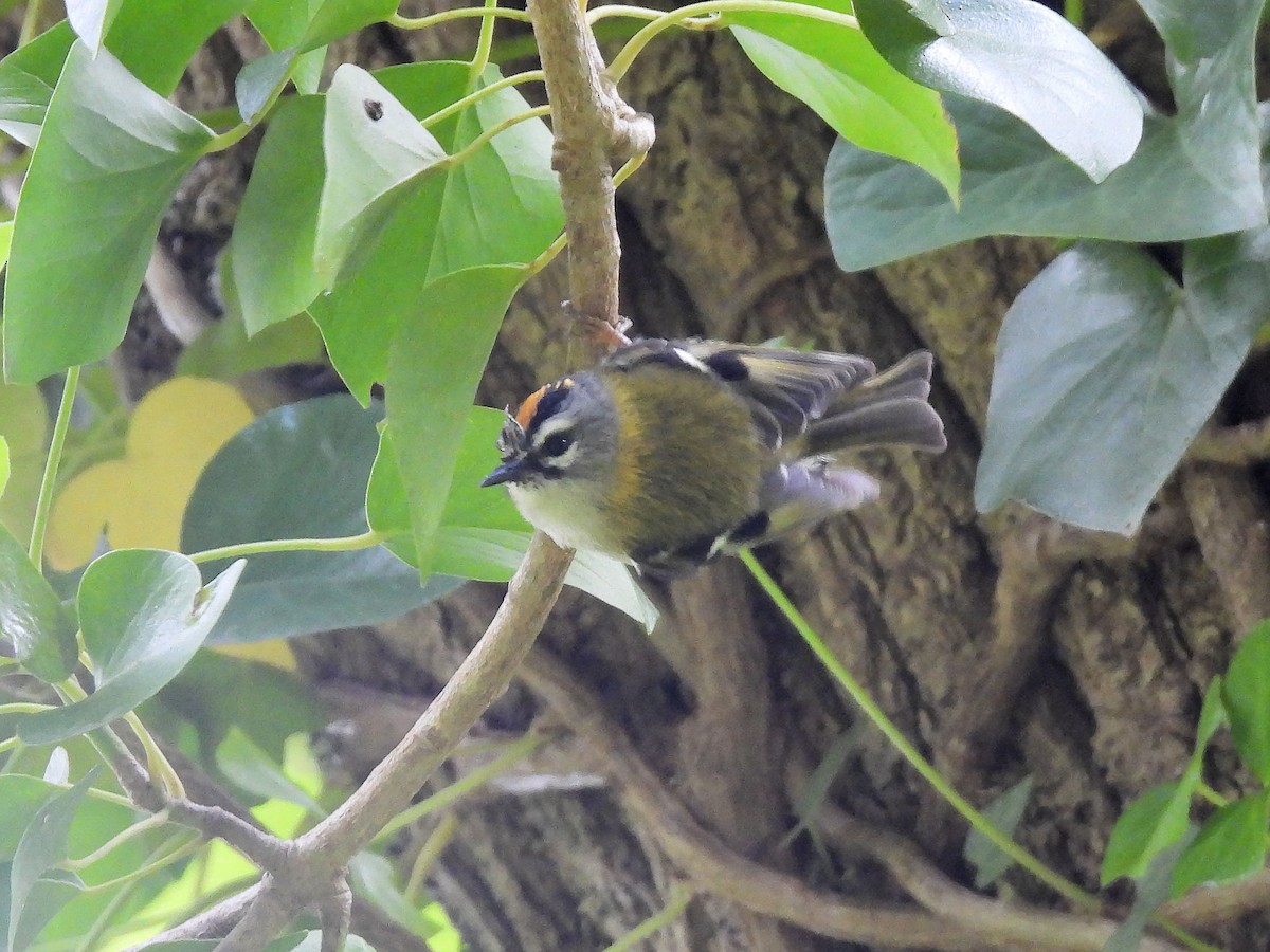 Madeira Firecrest - ML637780230