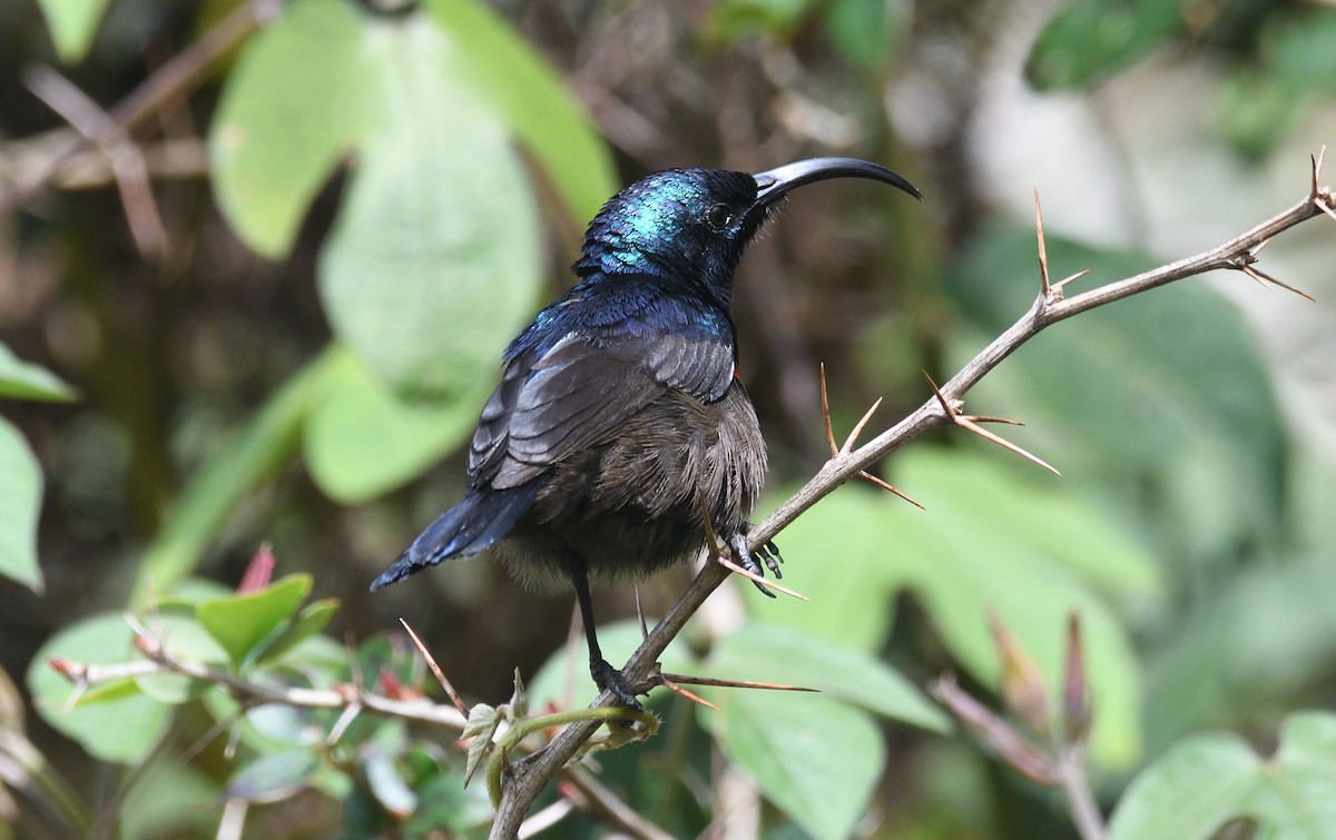 Loten's Sunbird - ML637780248
