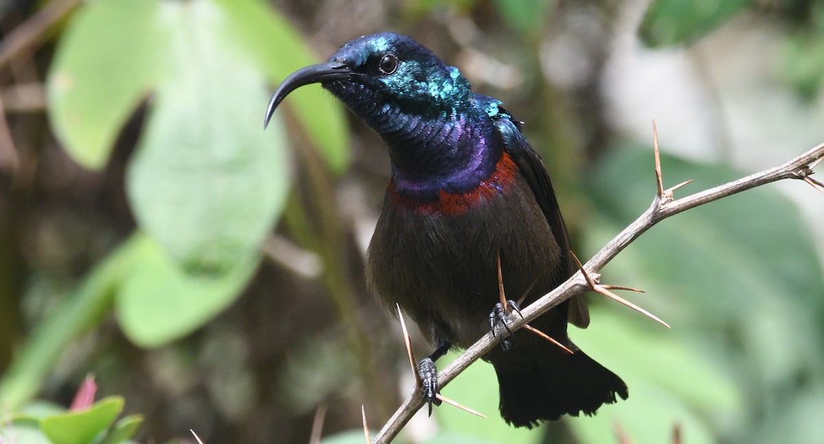 Loten's Sunbird - ML637780249