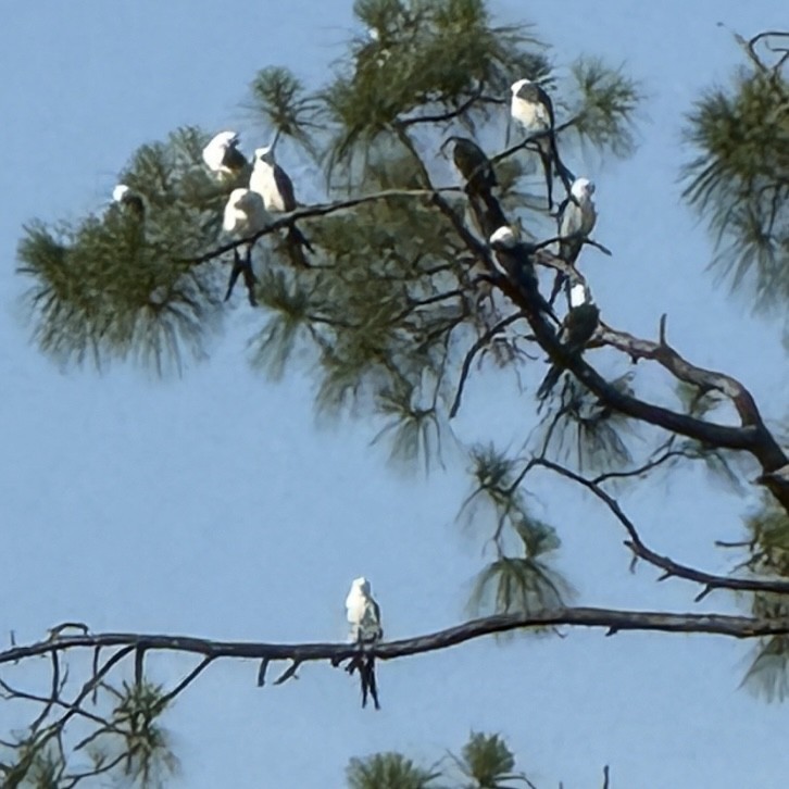 Swallow-tailed Kite - ML637780257