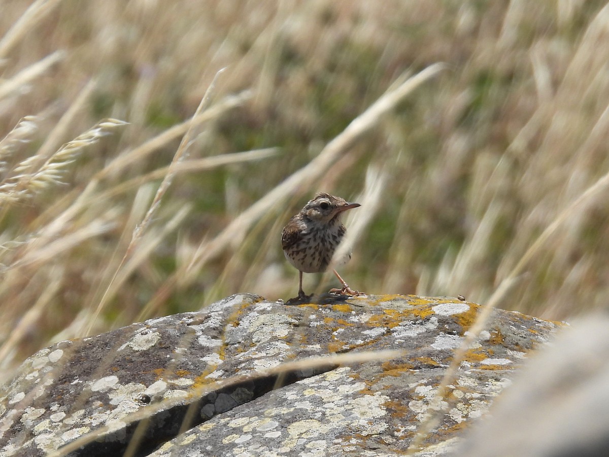 Berthelot's Pipit - ML637780304