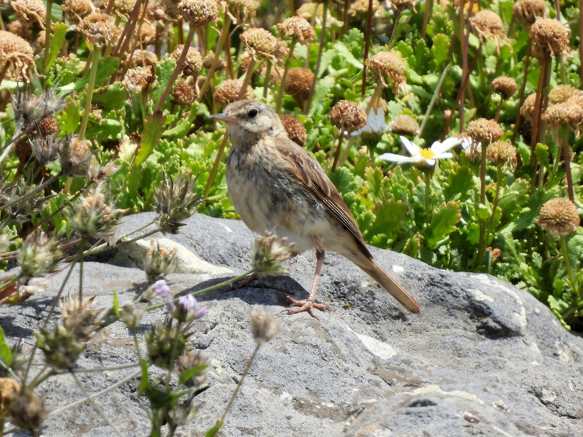 Berthelot's Pipit - ML637780322