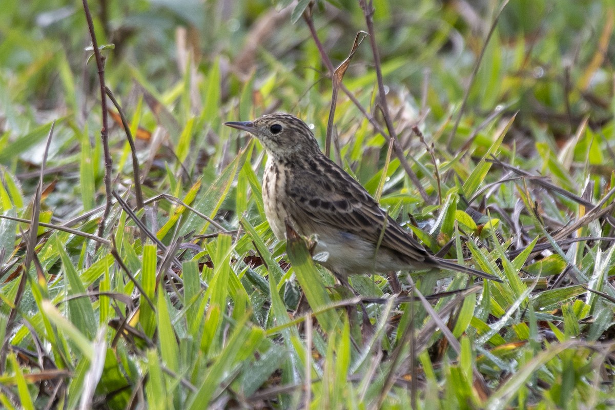 Yellowish Pipit - ML637780346