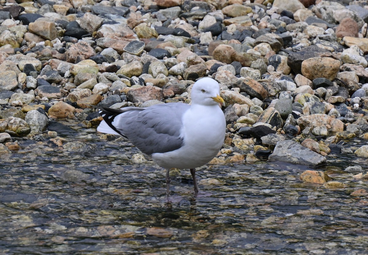 European Herring Gull - ML637780368