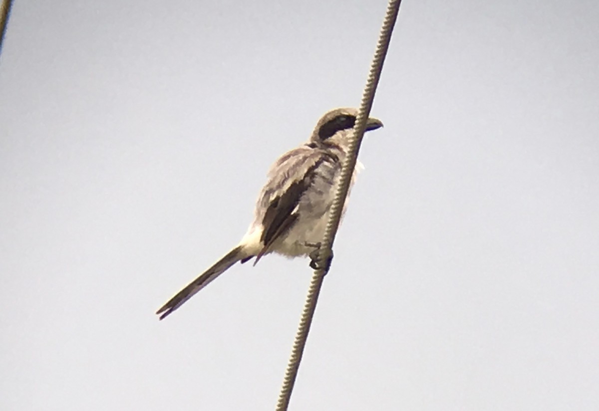 Loggerhead Shrike - ML63778041