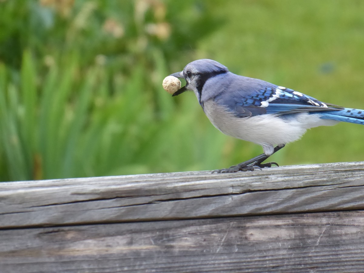 Blauhäher - ML637780412