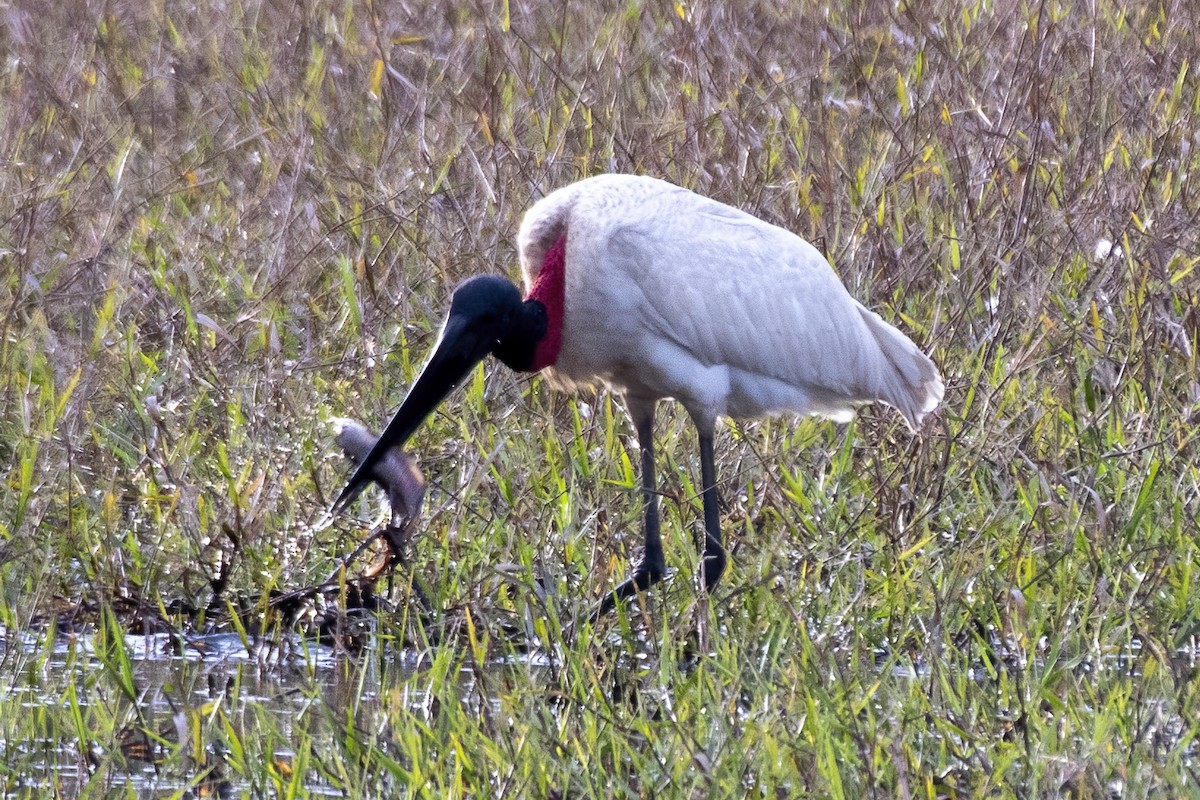 Jabirustorch - ML637780419