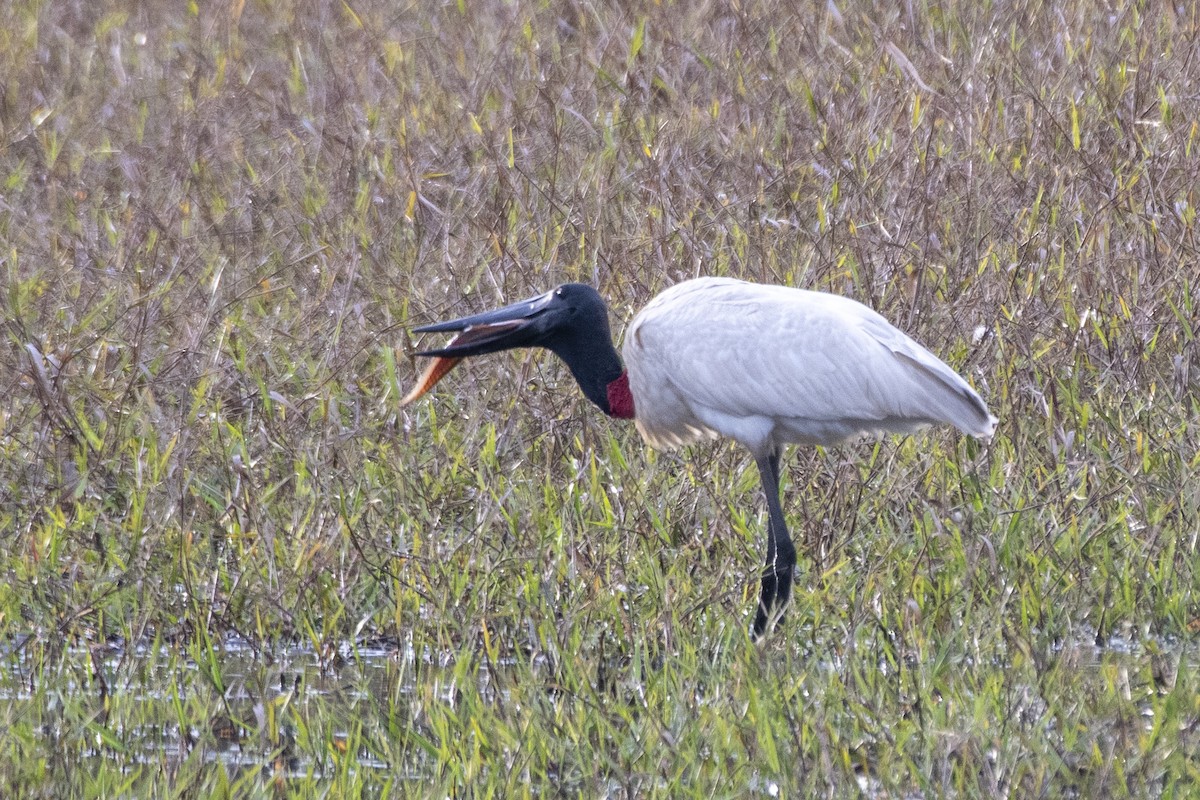 Jabirustorch - ML637780420