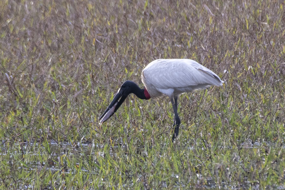 Jabirustorch - ML637780421