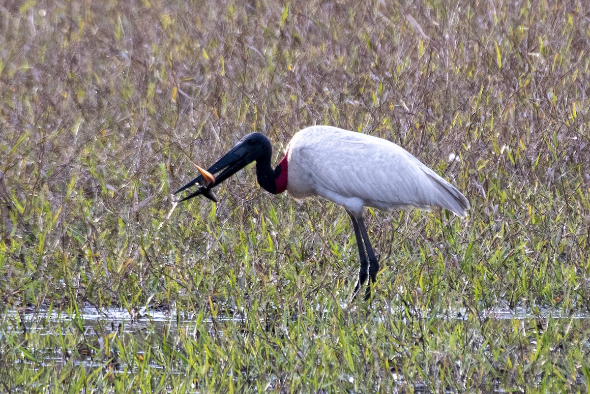 Jabirustorch - ML637780422