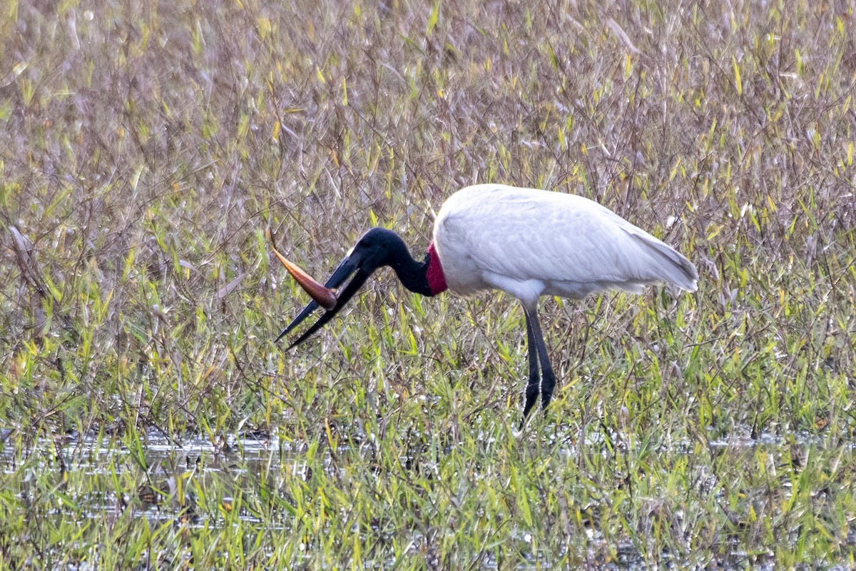 Jabirustorch - ML637780423