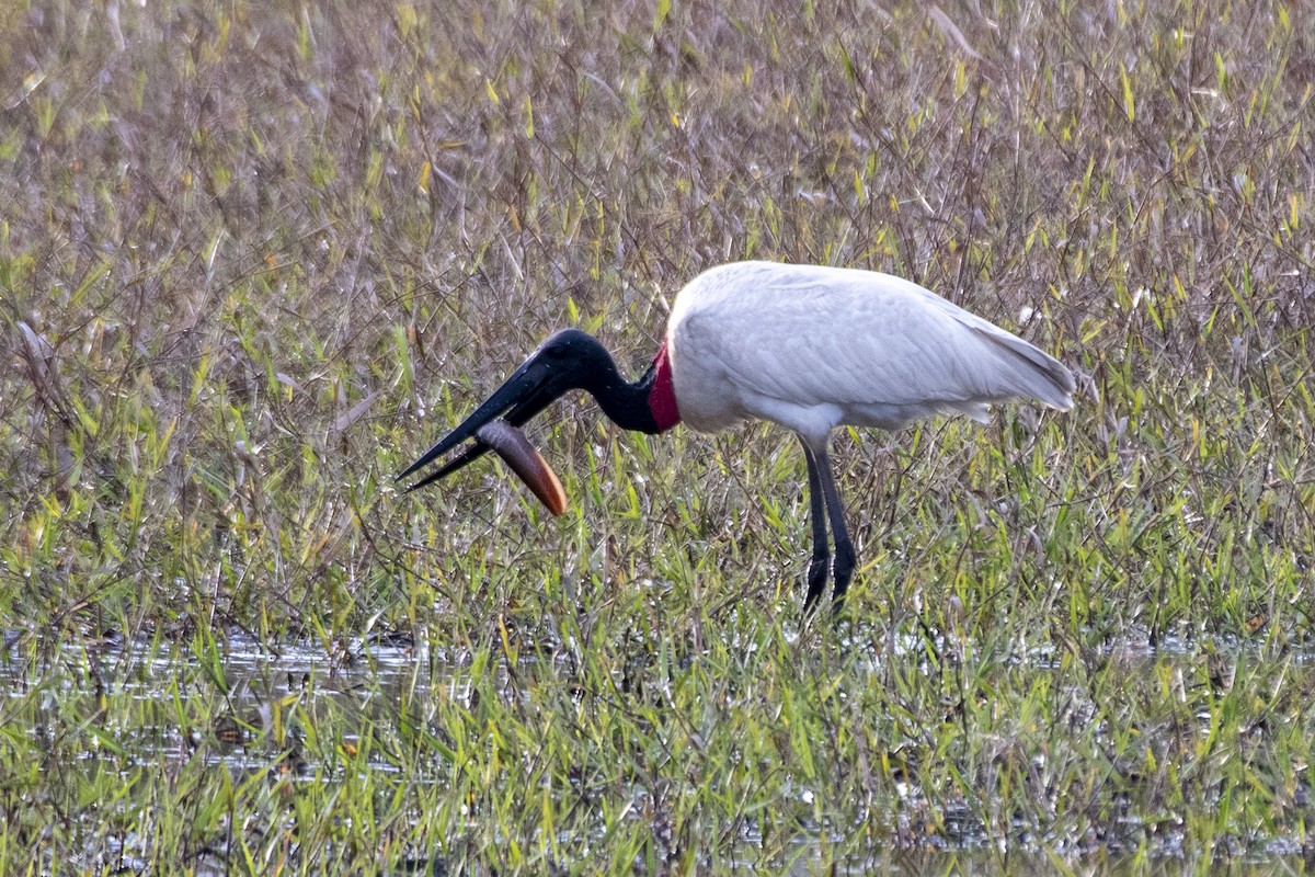 Jabirustorch - ML637780424