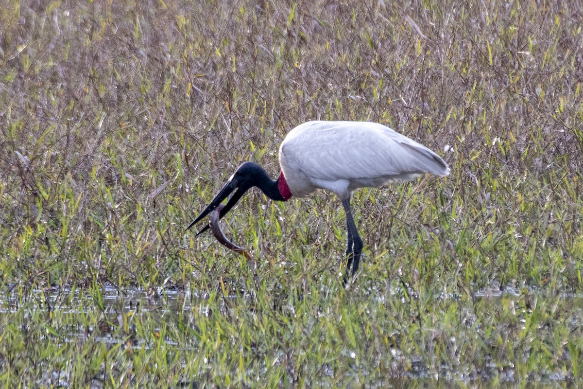 Jabirustorch - ML637780425