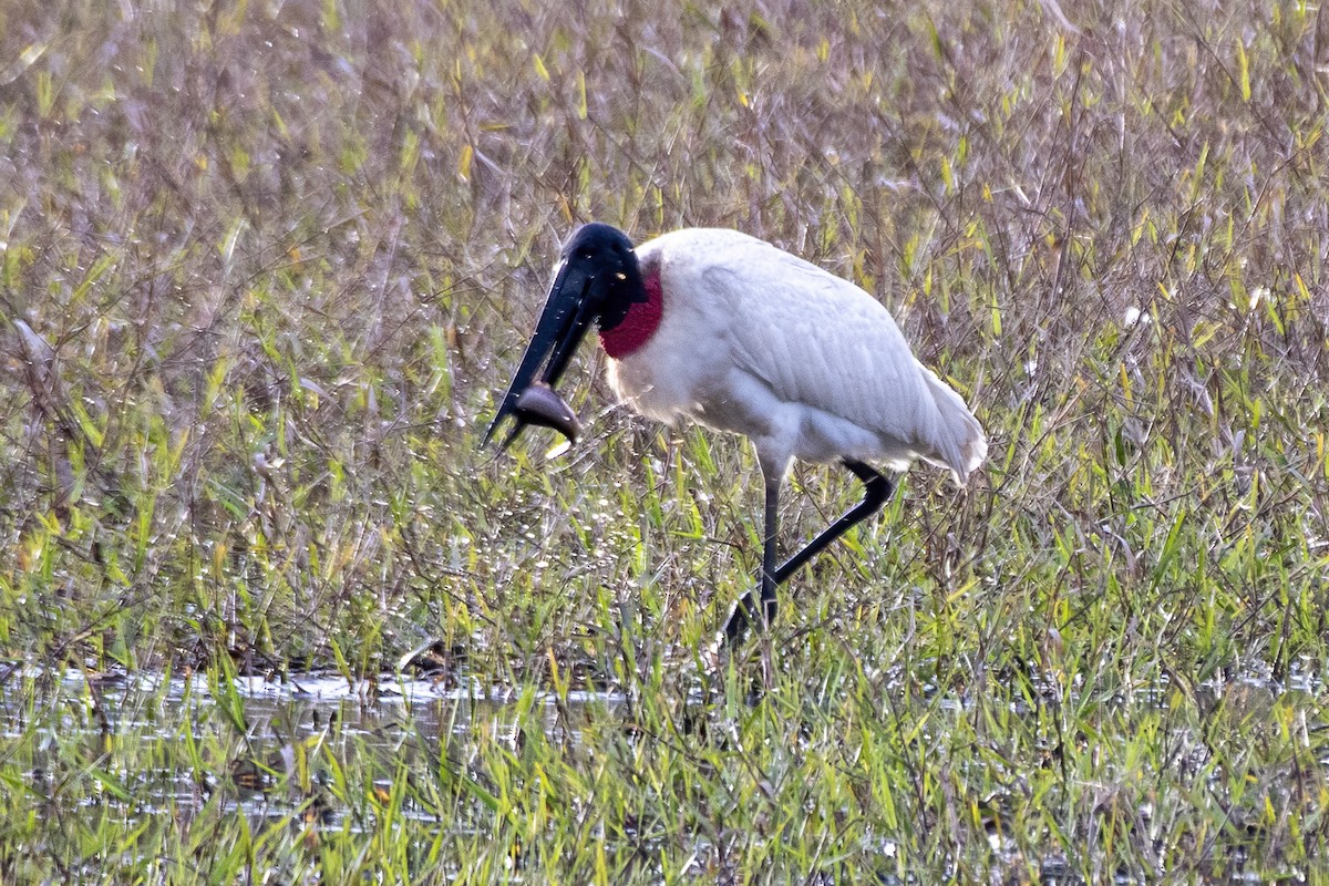 Jabirustorch - ML637780426