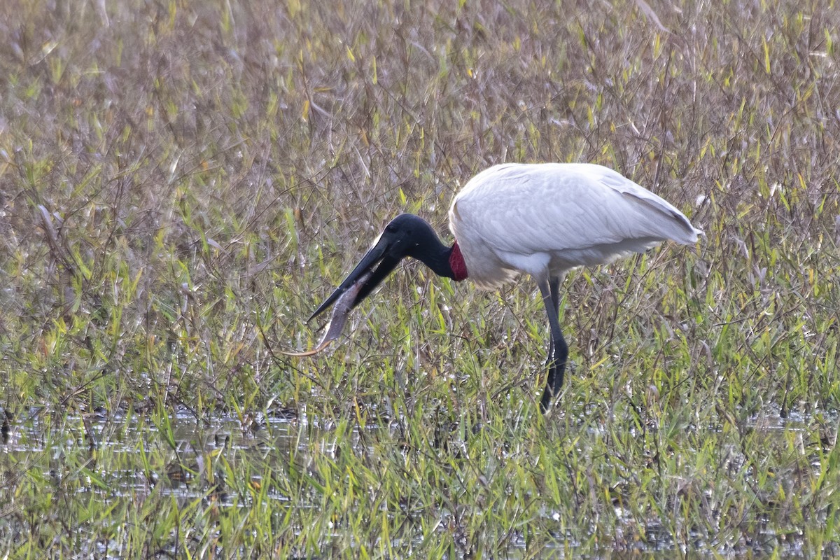 Jabirustorch - ML637780427
