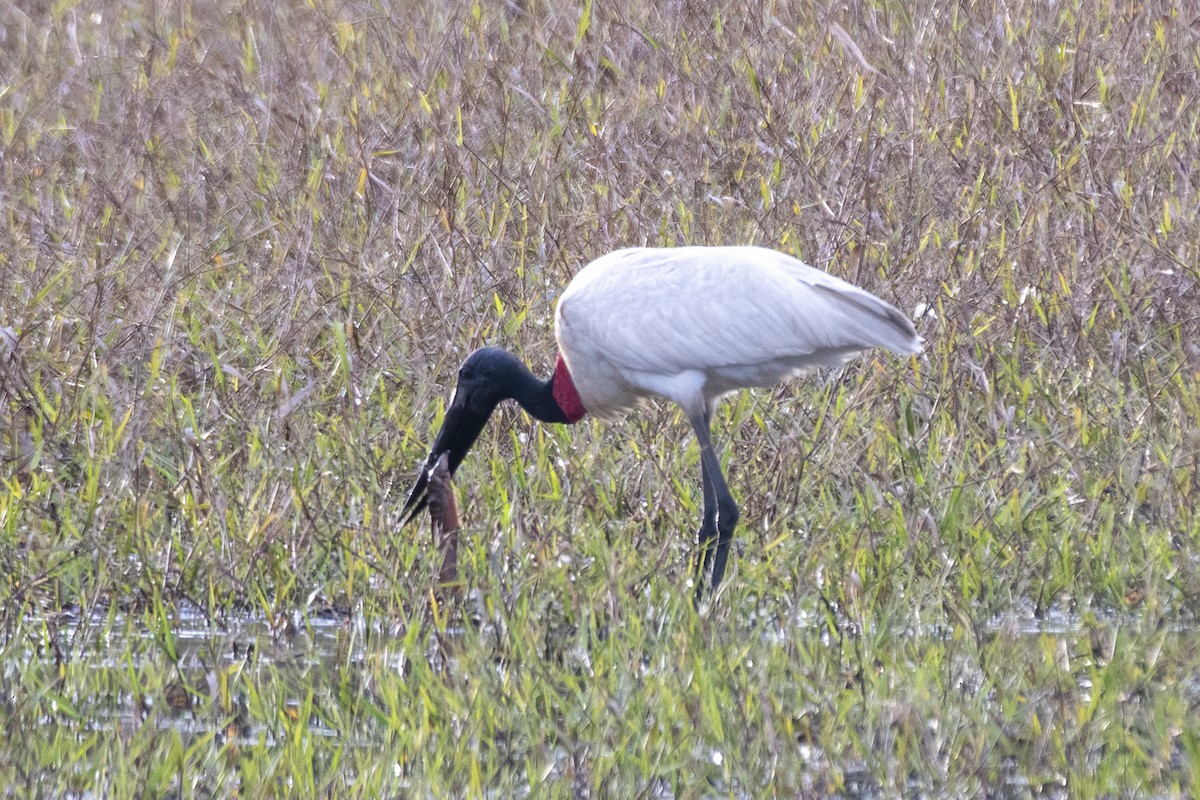 Jabirustorch - ML637780428