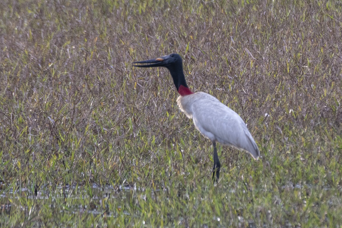 Jabirustorch - ML637780429