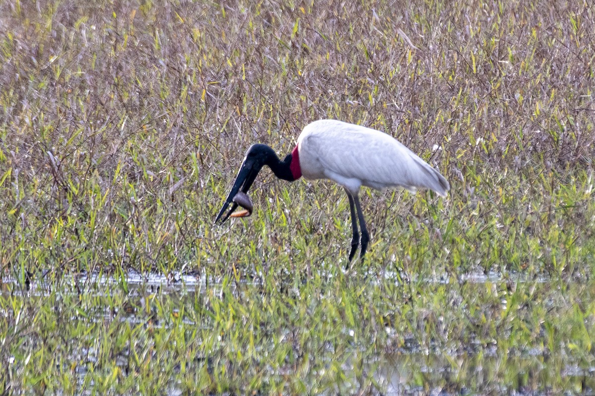Jabirustorch - ML637780430