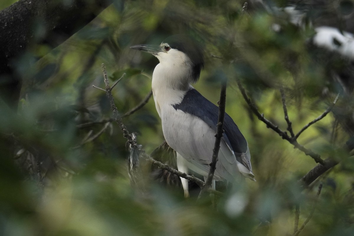Gece Balıkçılı (nycticorax) - ML637780477