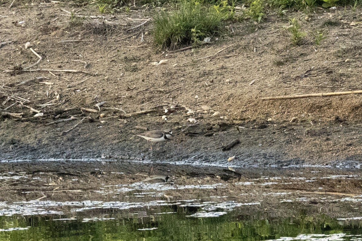 Little Ringed Plover - ML637780511