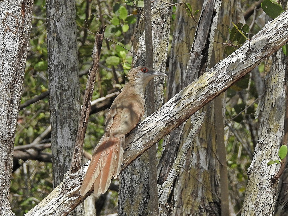 Great Lizard-Cuckoo - ML637780557
