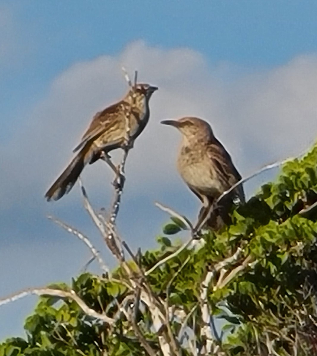 Bahama Mockingbird - ML637780595