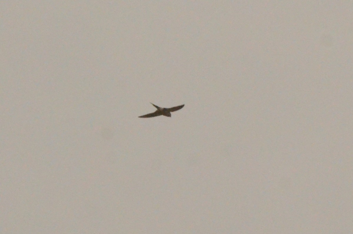 Golondrina Cabecirrufa - ML637780606
