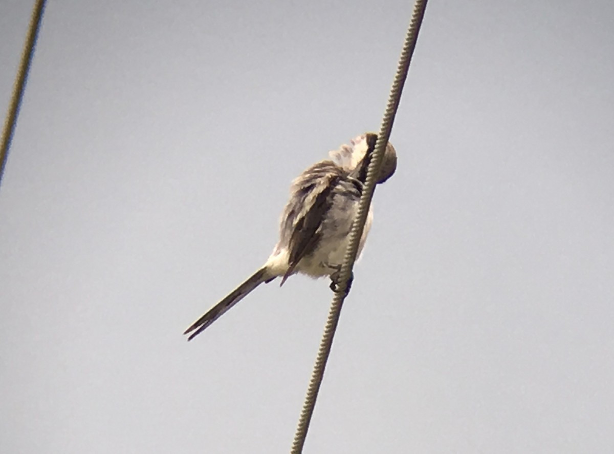 Loggerhead Shrike - ML63778061