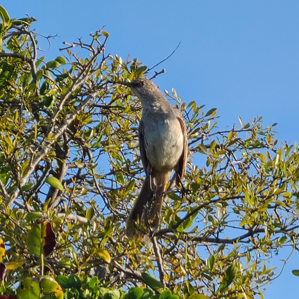 Bahama Mockingbird - ML637780624